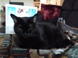 My cat editor, Samantha, hard at work.